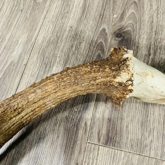 Naturally Shed Wild Moose Antler (Horn, Knife, Carving, Chew, Taxidermy) - Picture 5 of 8